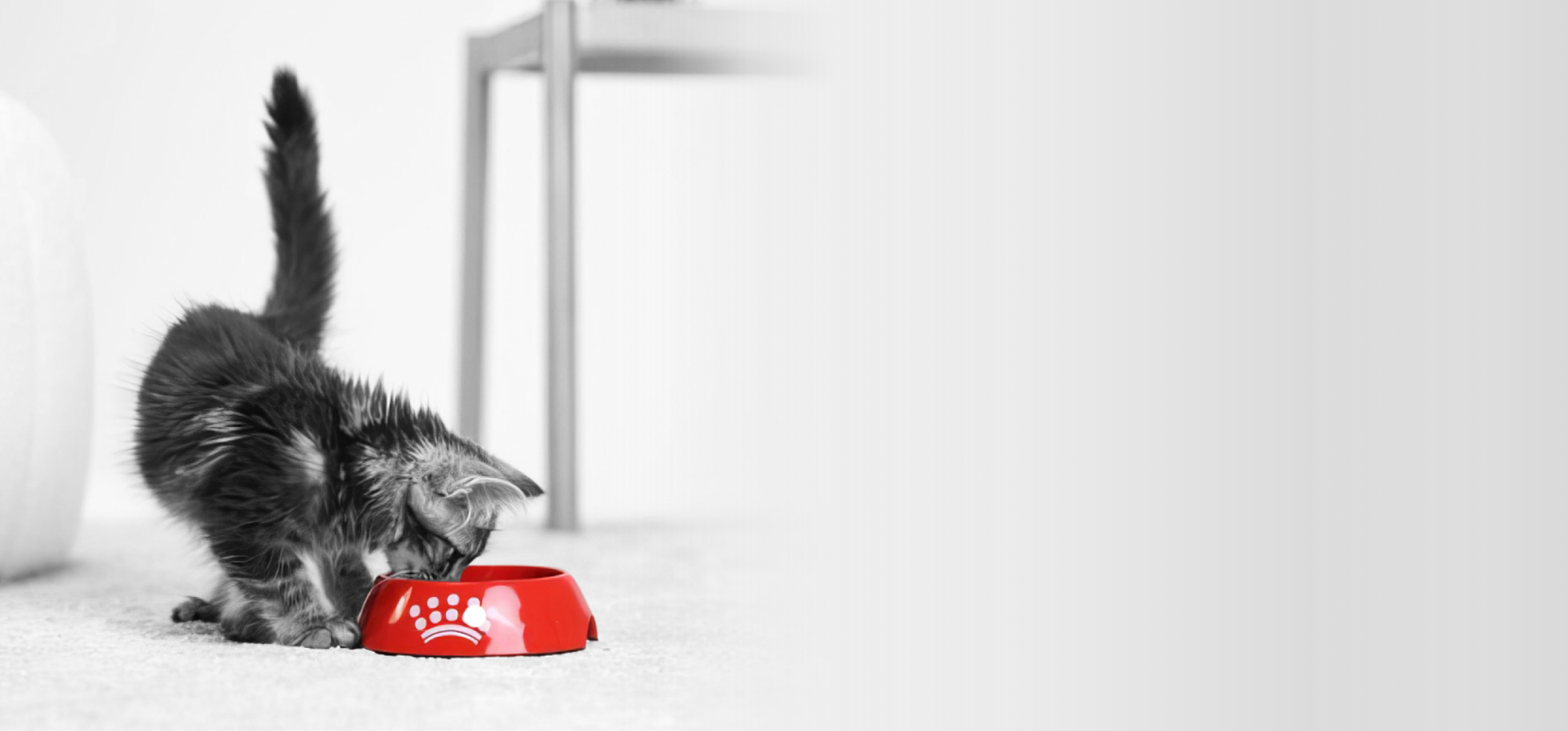 Royal Canin Digestive Care Adult Dry Cat Food