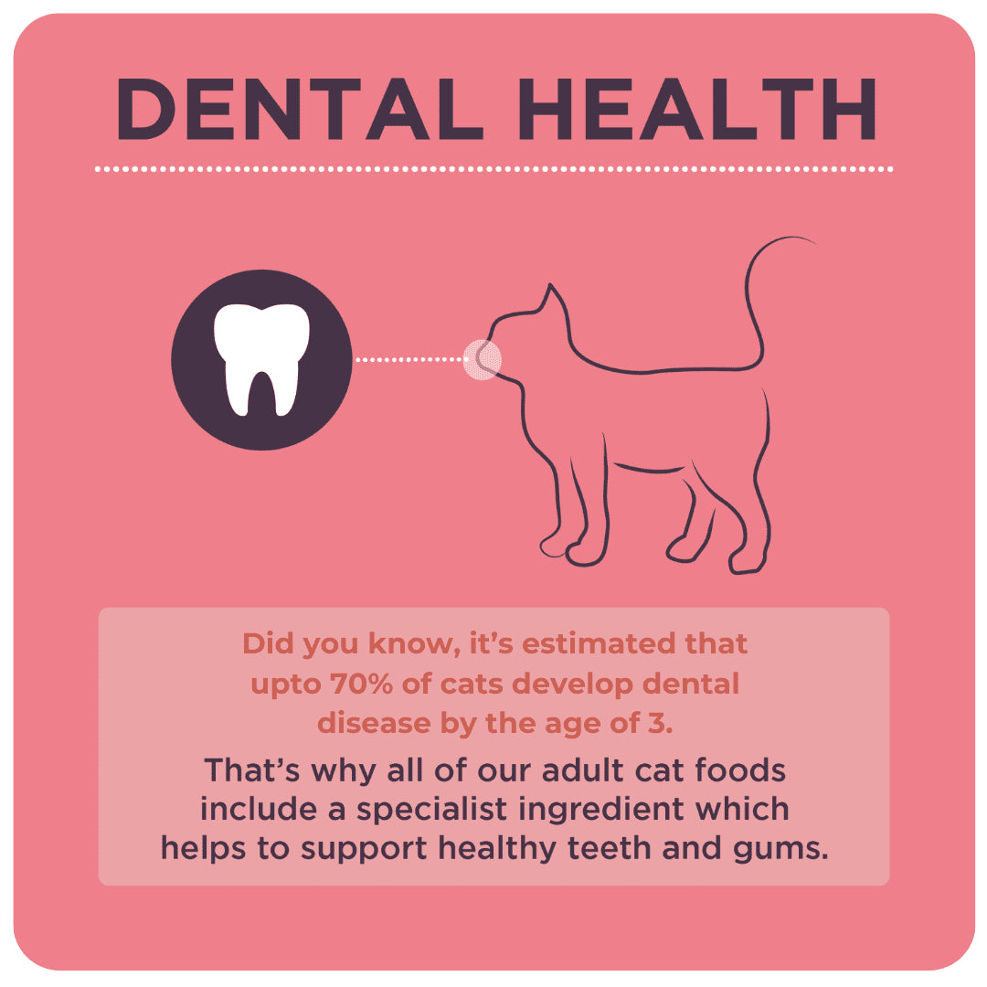 Burgess Complete Scottish Salmon Adult Cat Dry Food