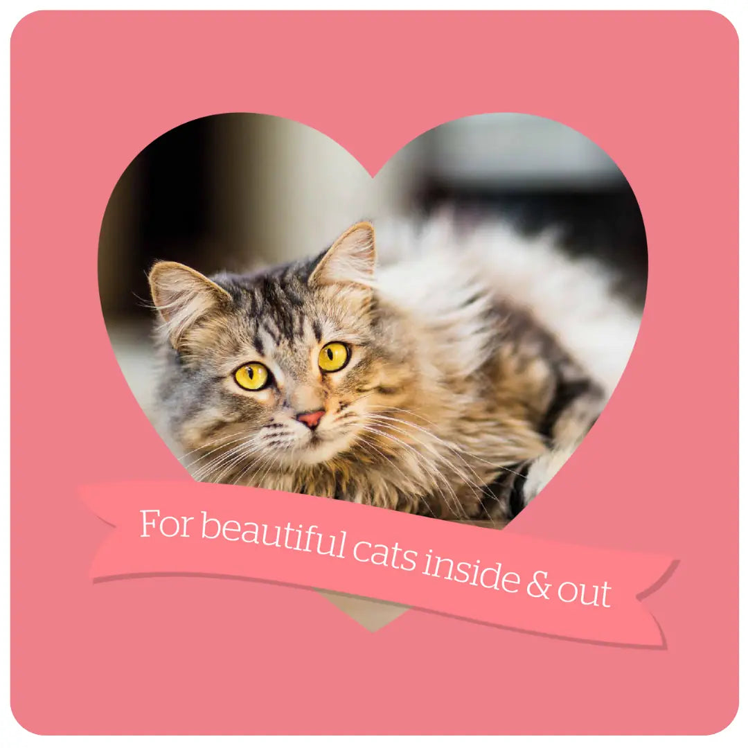 Burgess Complete Scottish Salmon Adult Cat Dry Food