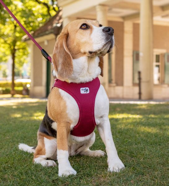 Curli Air-Mesh Vest Harness With Curli Clasp For Dogs