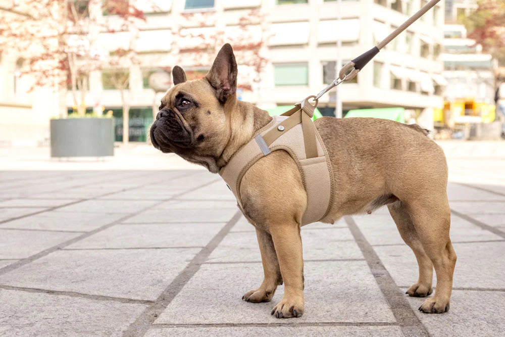 Curli Cord Vest Harness With Curli Clasp for Dogs