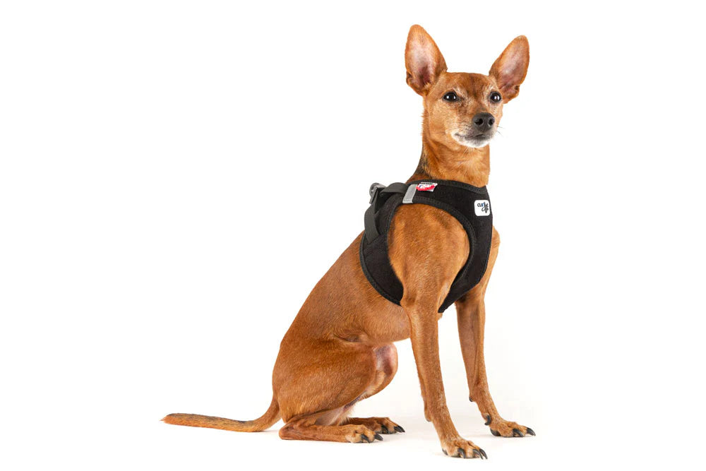 Curli Cord Vest Harness With Curli Clasp for Dogs