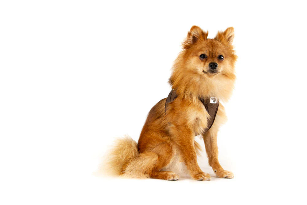 Curli Cord Vest Harness With Curli Clasp for Dogs