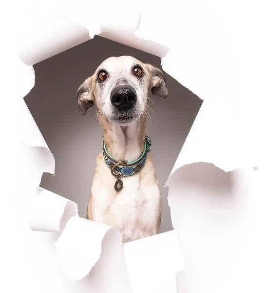 DWAM Boho Juan Leather Dog Collar