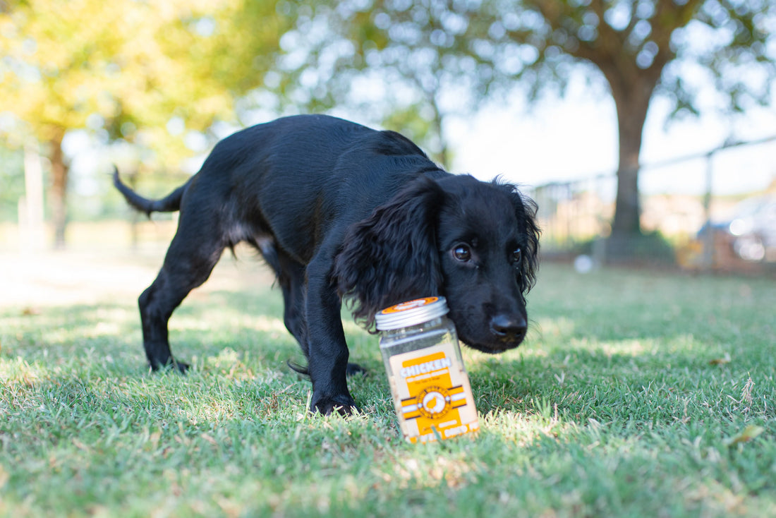 KIWI WALKER Freeze Dried Grain Free Chicken Circle Dog & Cat Treats 120G