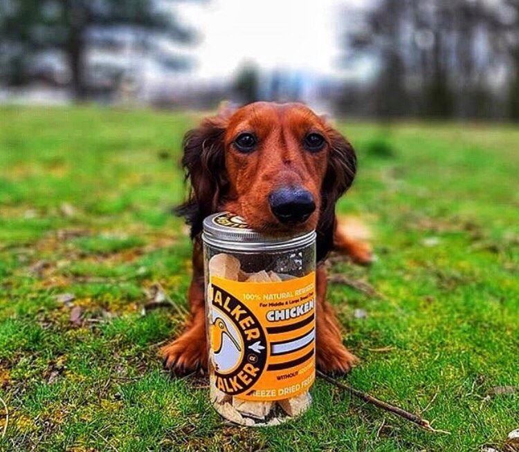 KIWI WALKER Freeze Dried Grain Free Chicken Circle Dog & Cat Treats 120G