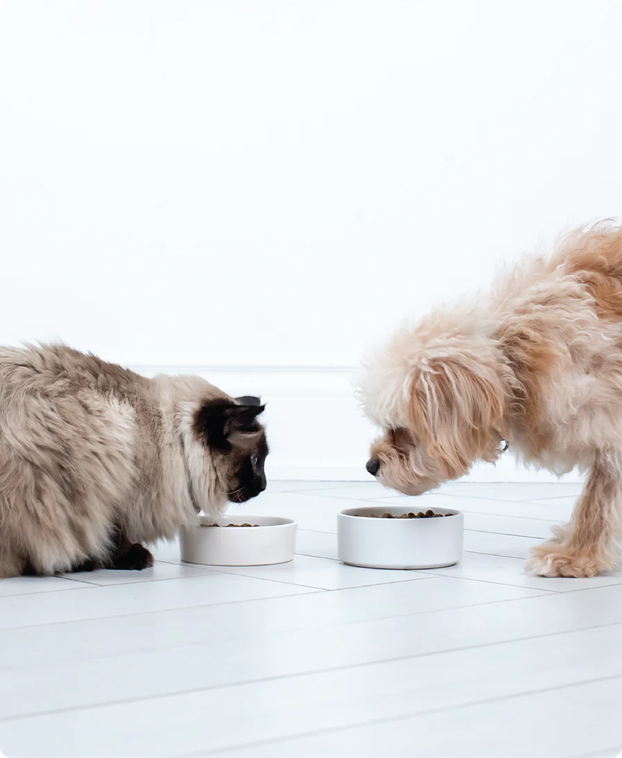 Open Farm Homestead Turkey Bone Broth Meal Topper for Dogs & Cats 12OZ