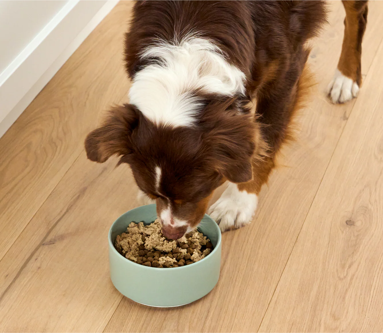 Open Farm Salmon Meal Topper Mousse In Can For Dogs 130G