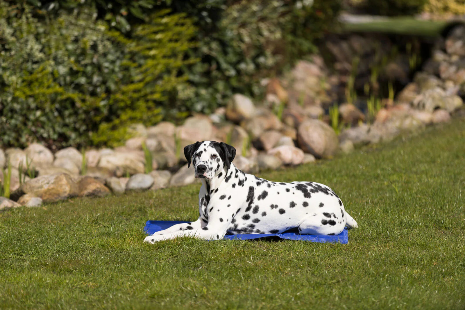 Trixie Cooling Mat for Dog
