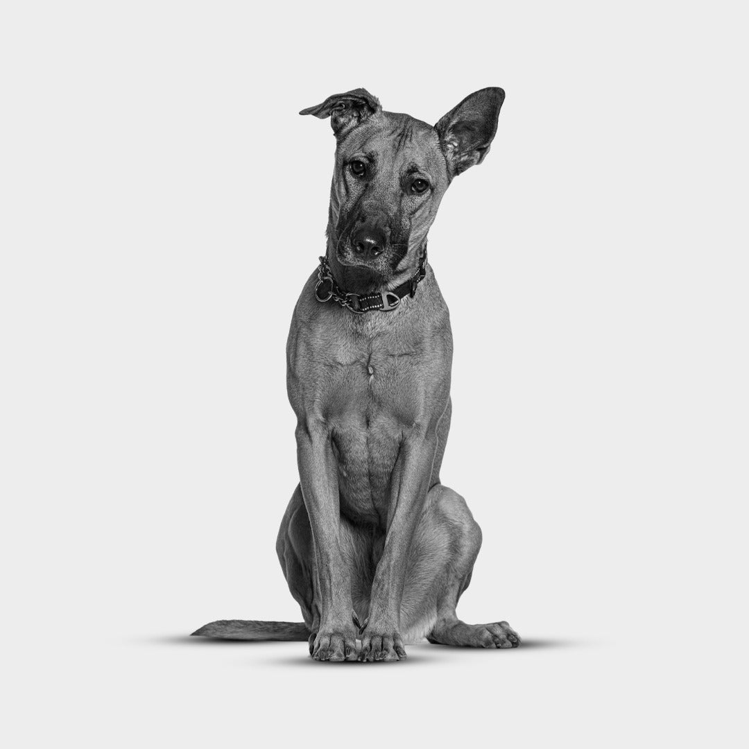 image comparison before