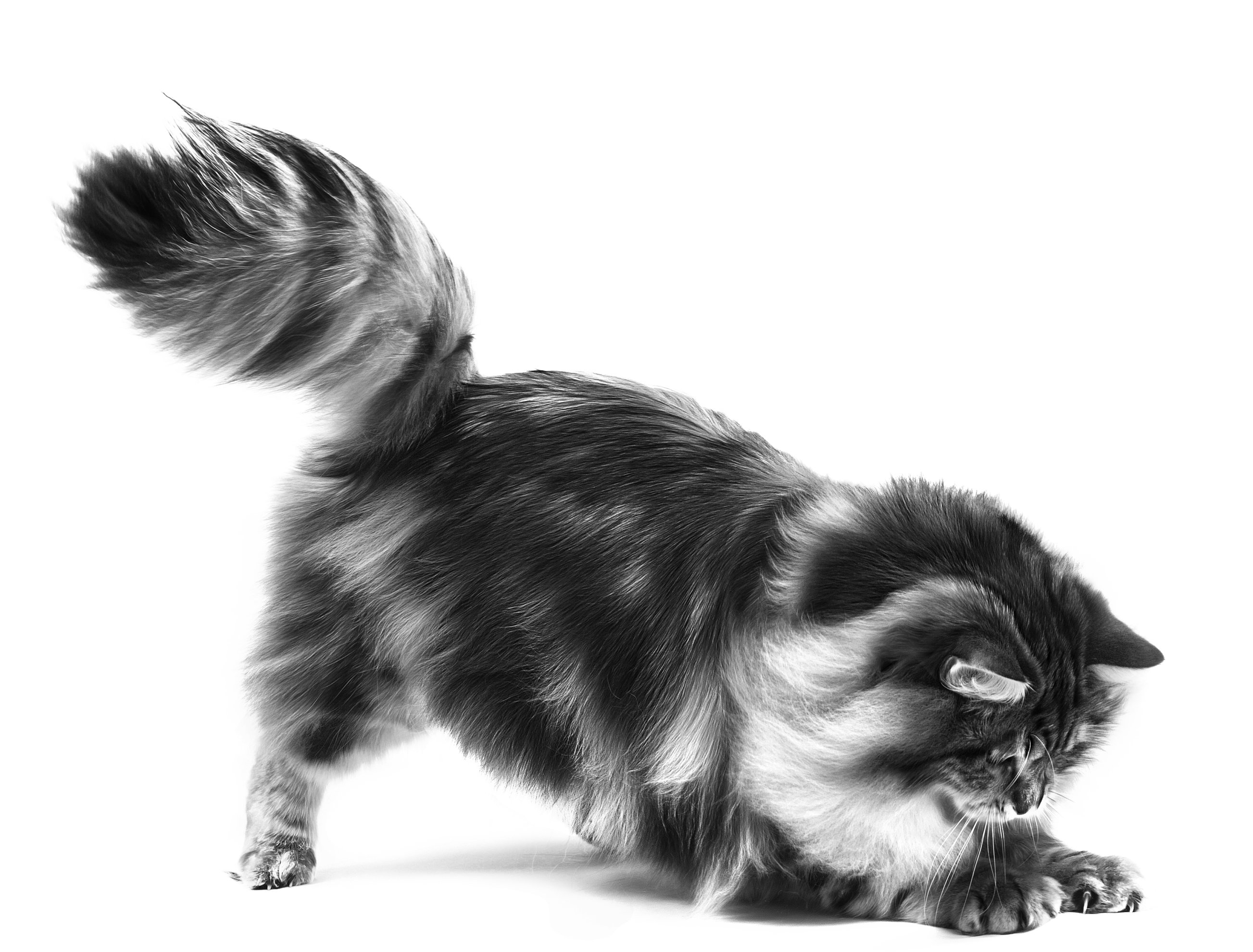 Royal Canin Digestive Care Adult Dry Cat Food